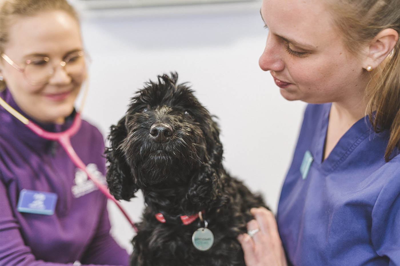 Dog friendly vet for Deal and Sandwich