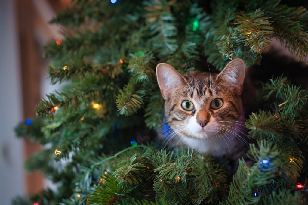 Cat at home and enjoying Christmas after a health check at Beacon View Vets