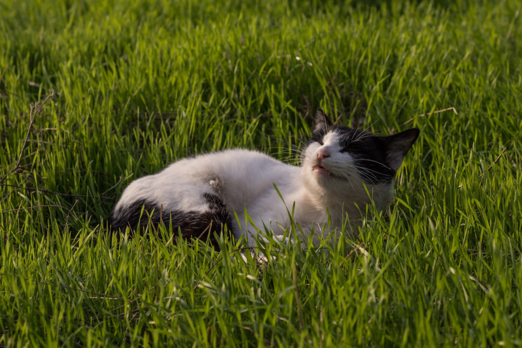 Why do cats eat grass?