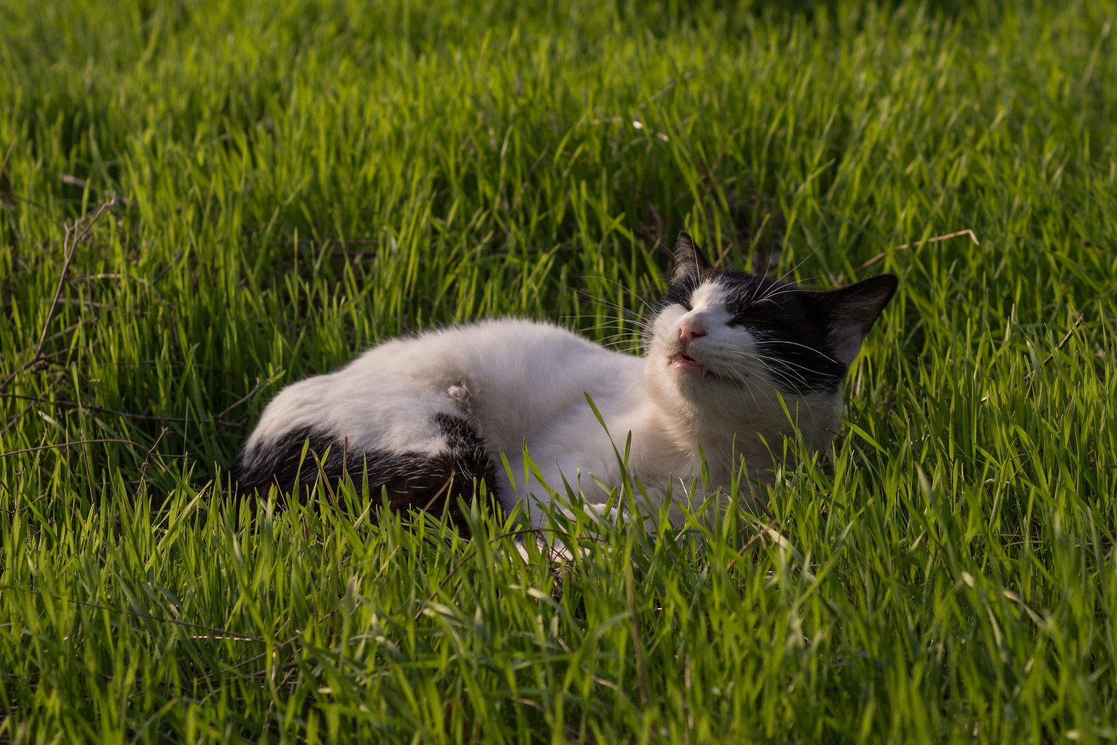 Why Do Dogs and Cats Eat Grass Sometimes? Beacon View Vets