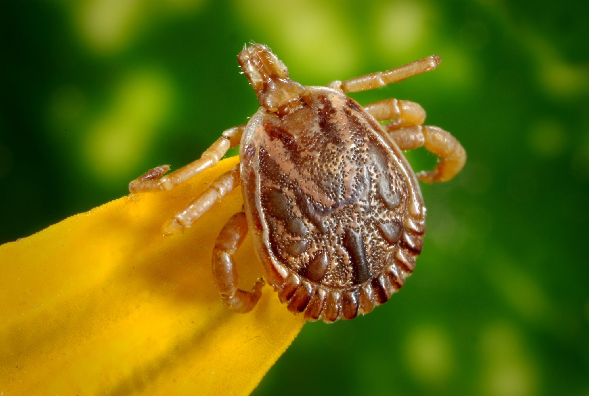 How to remove ticks from your pet Beacon View Vets