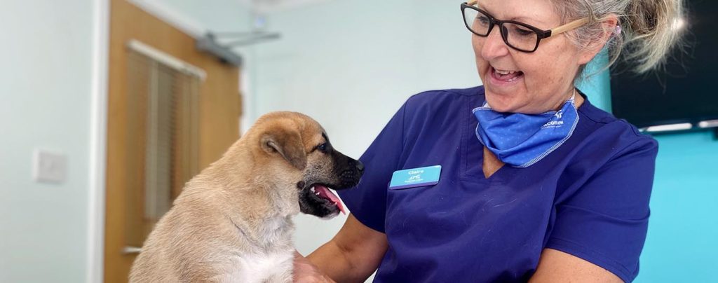 Puppy with Vet at Beacon View in Sandwich