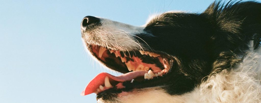 Dog dental care in Deal and Sandwich, Kent