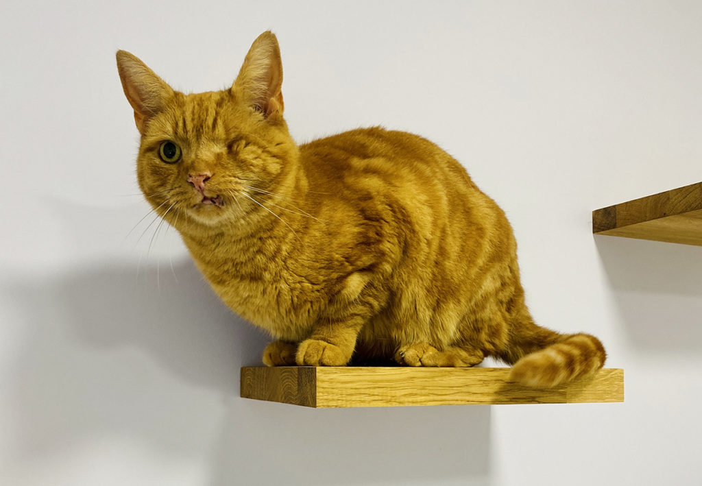 Cat climbing shelves at Deal and Sandwich based vet in Kent